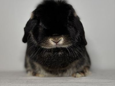 Holland Lop Doe