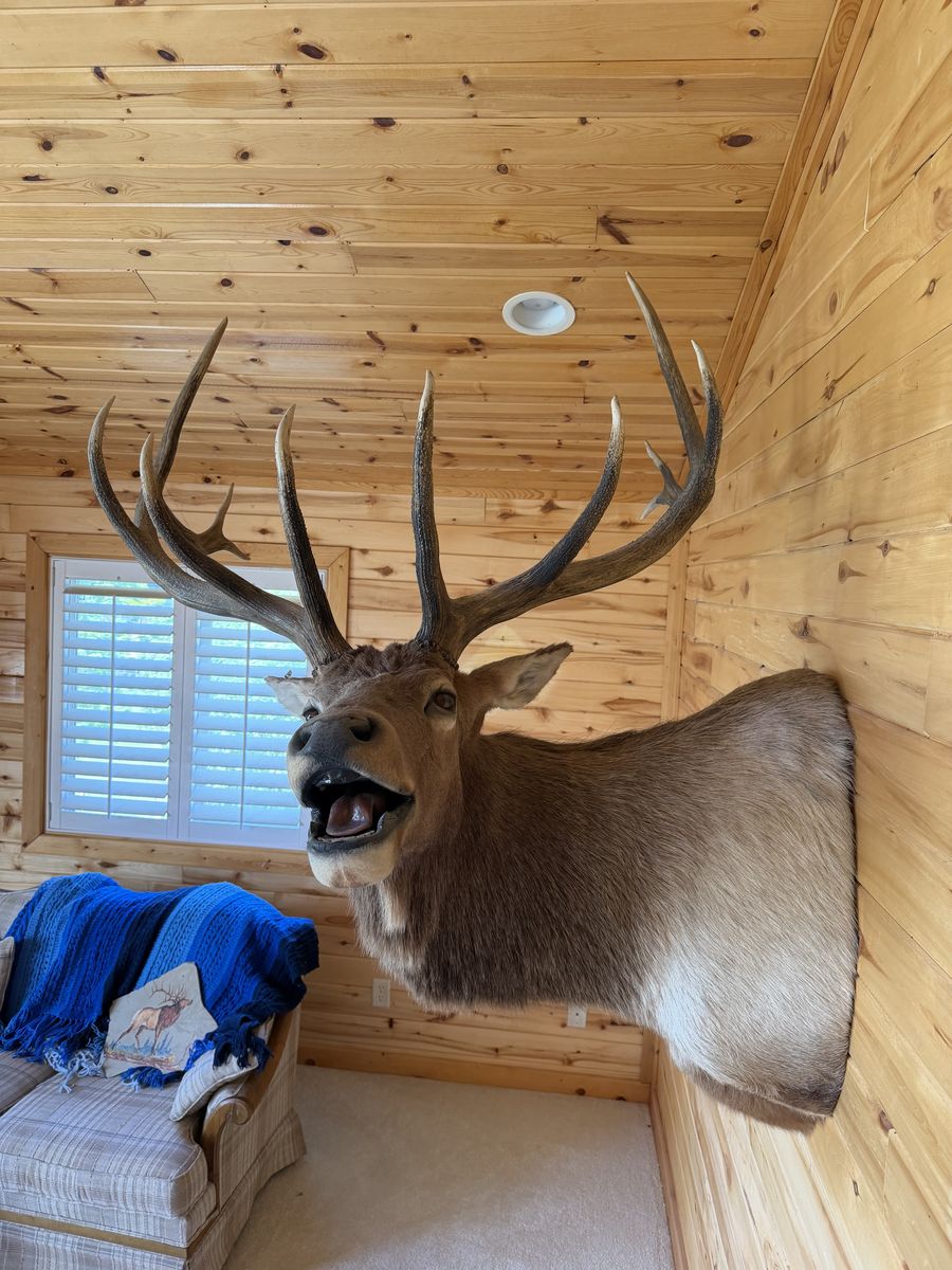 Large Elk Mount
