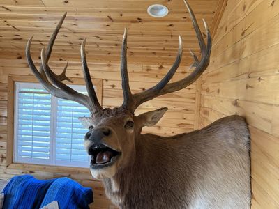 Large Elk Mount