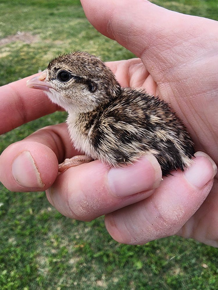 Chicks - Chukar