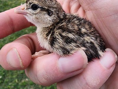 Chicks - Chukar