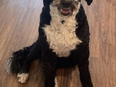 Female bernadoodle