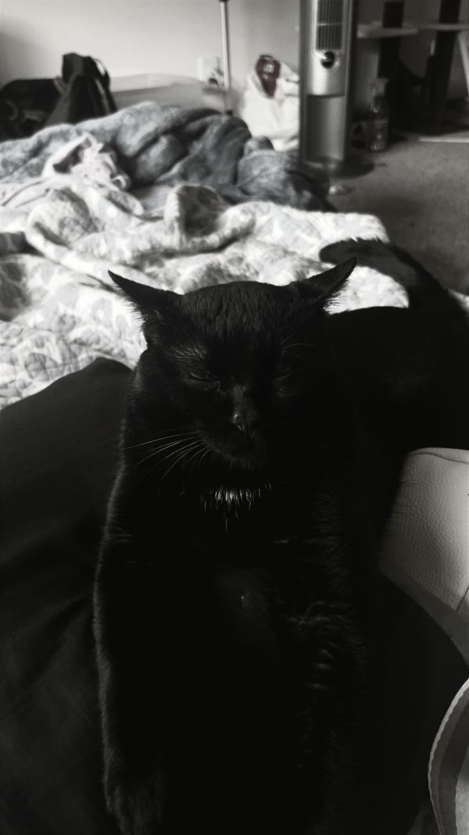Rehoming my cat
