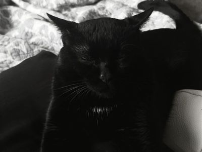 Rehoming my cat