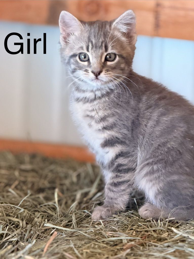 Kittens For Sale! Male/female