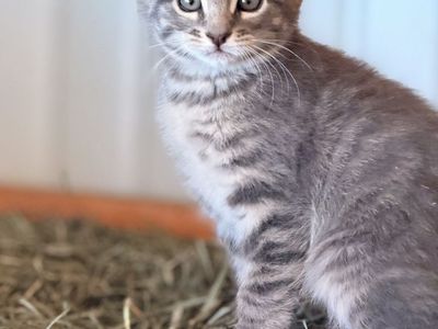 Kittens For Sale! Male/female