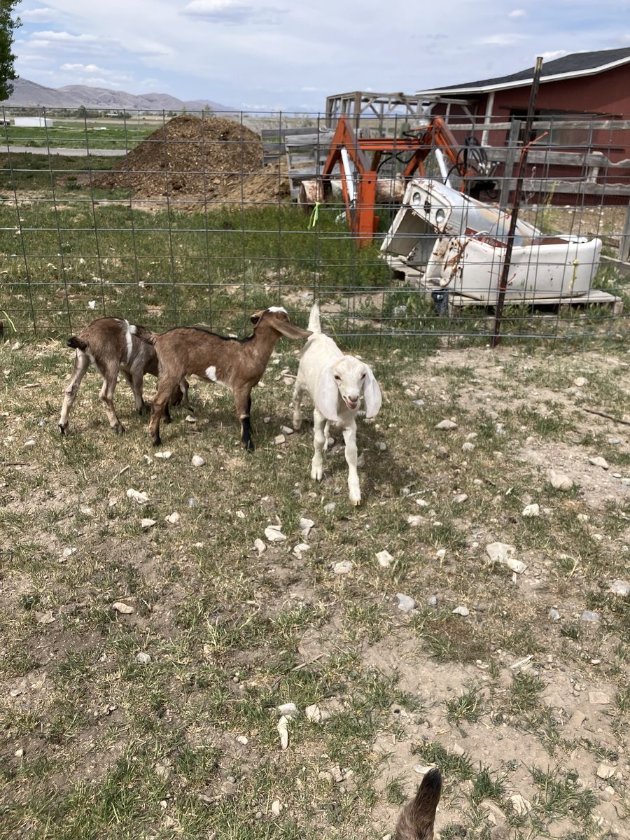 Nubians