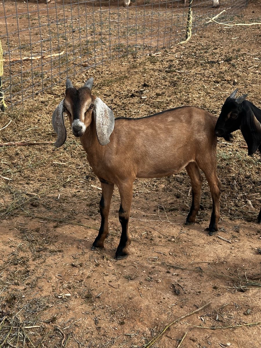 Nubian bucklings