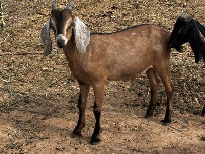 Nubian bucklings