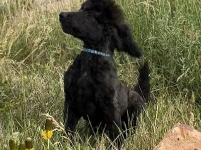 AKC Standard Poodle Puppy