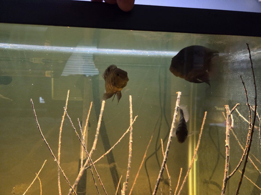 Breeding trio.  Convict Cichlids.