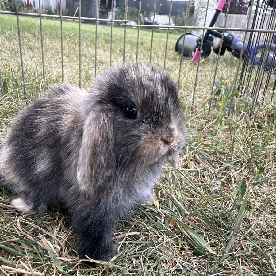 Purebred Holland Lop