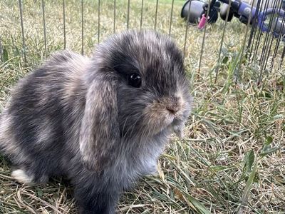 Purebred Holland Lop