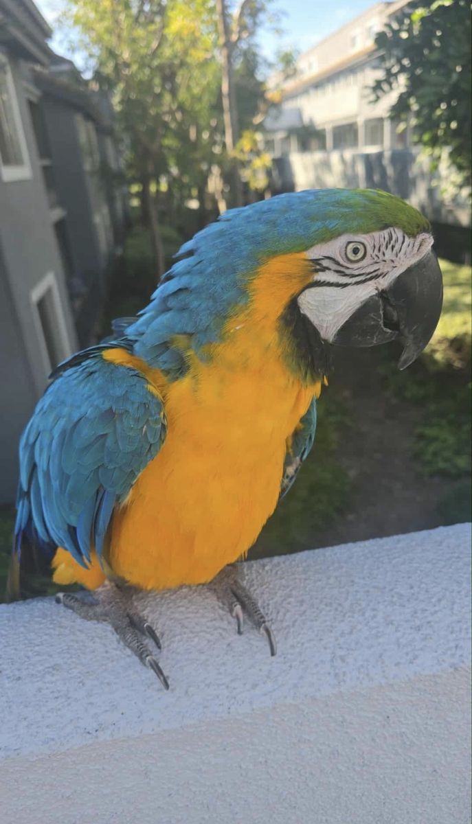 Female Blue And Gold Macaw