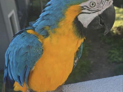 Female Blue And Gold Macaw