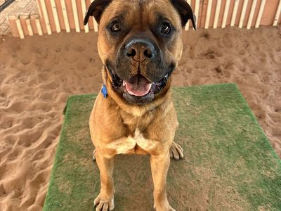 Hello my name is Rockhopper