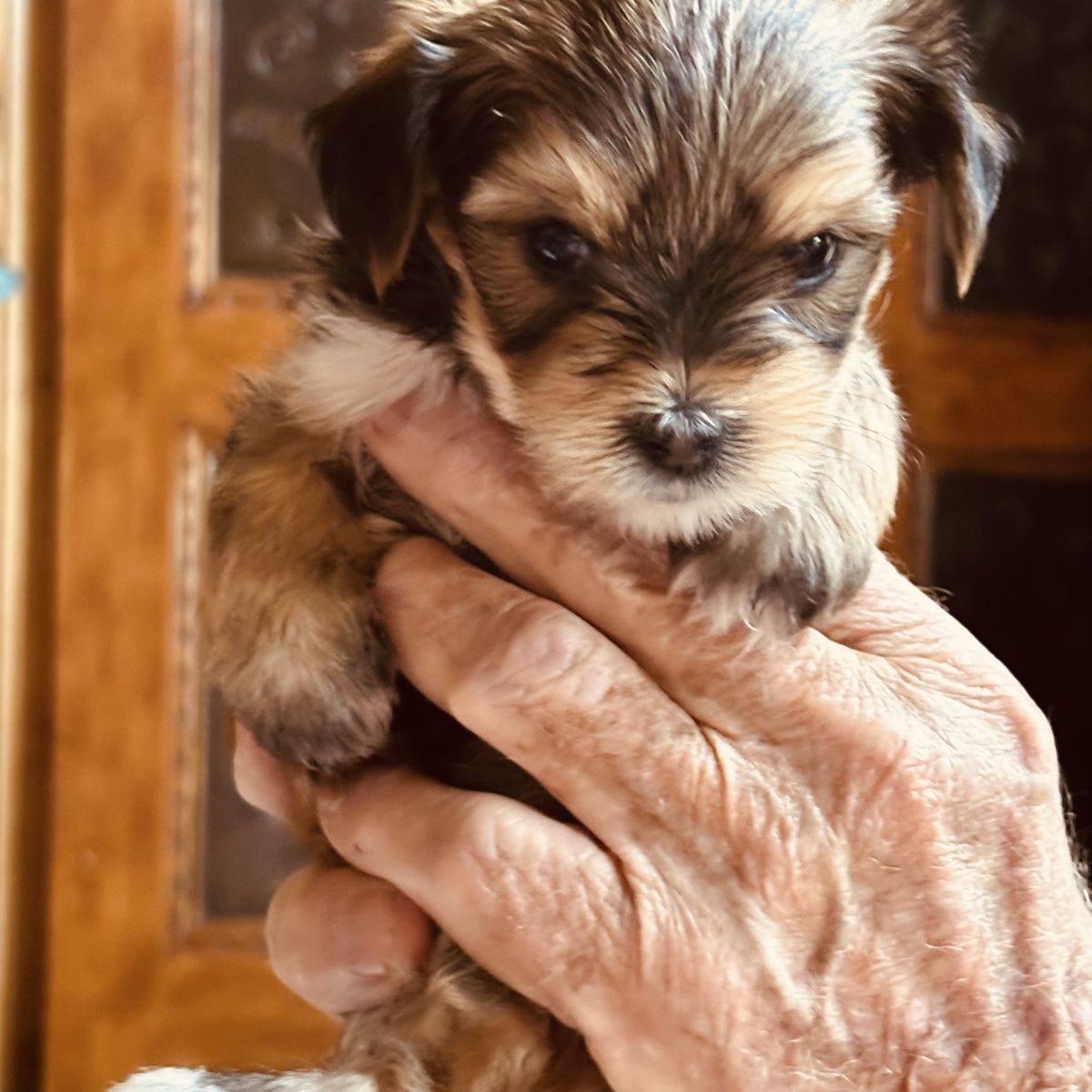 Adorable Fluffy Puppy Looking For Loving Home