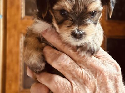Adorable Fluffy Puppy Looking For Loving Home