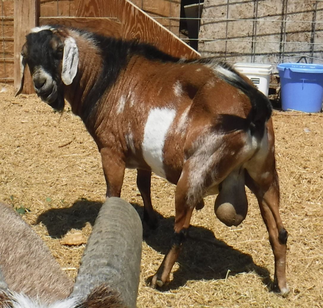 Nubian Buck $200 OBO