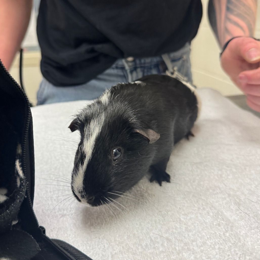 Hello my name is Oreo