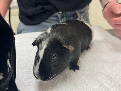 Hello my name is Oreo