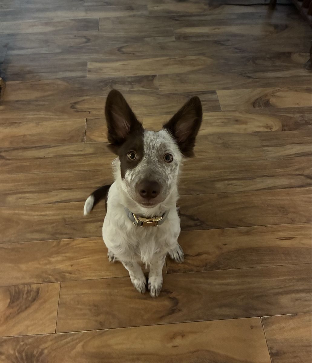 Adorable 5 month Aussie blue heeler mix