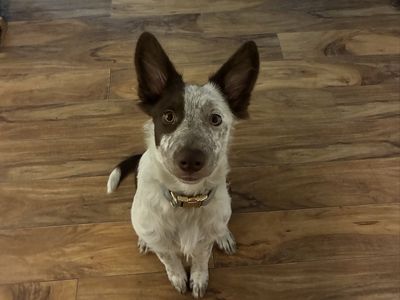 Adorable 5 month Aussie blue heeler mix