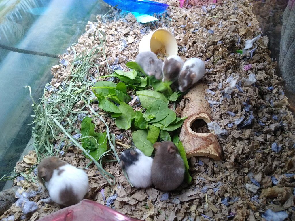 BABY HAMSTERS