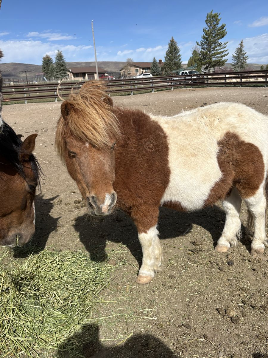14 Year Old Gelding Pony