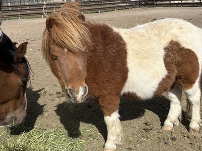 14 Year Old Gelding Pony