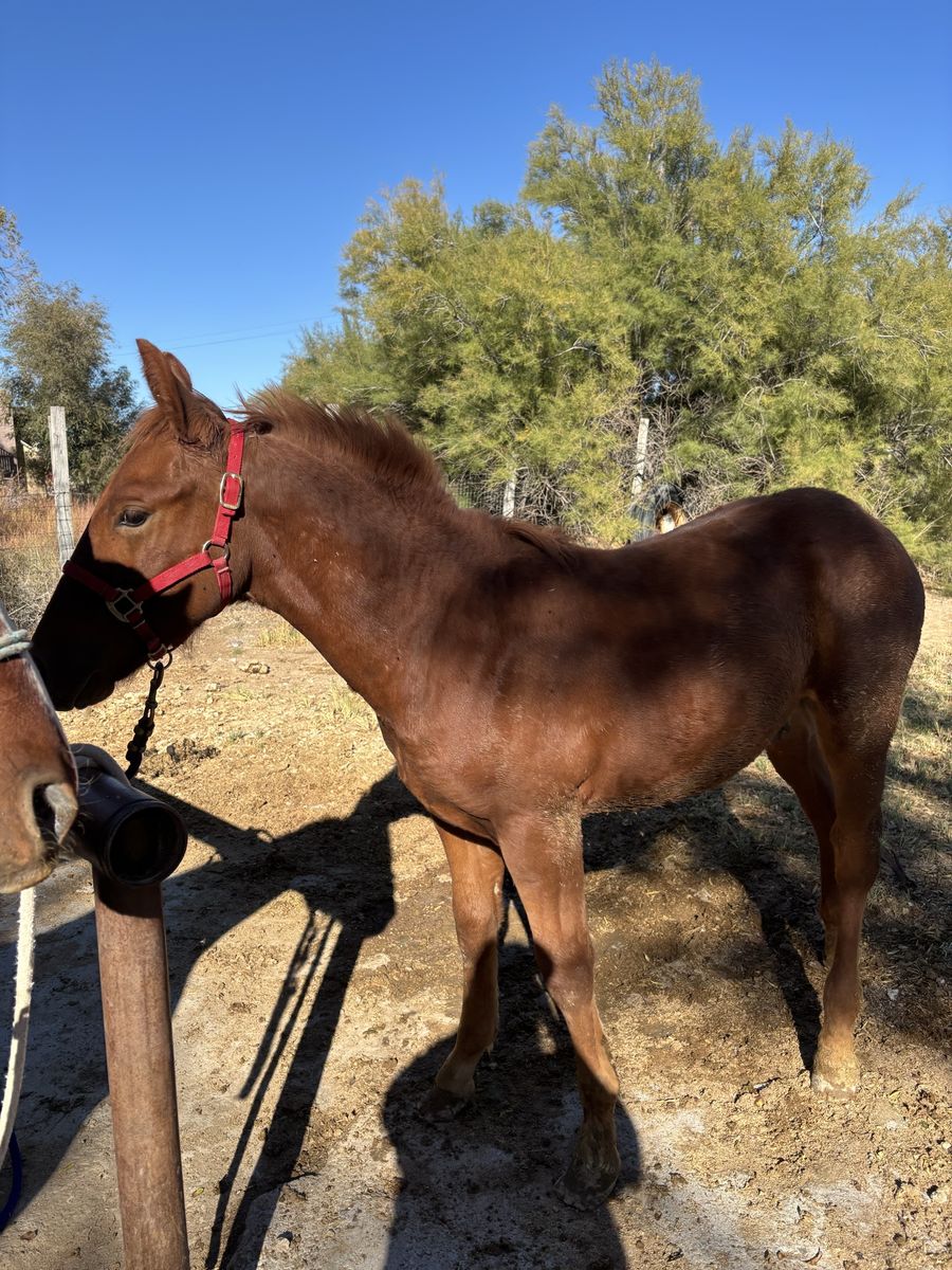 Half Draft Yealing Colt