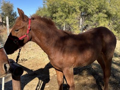 Half Draft Yealing Colt