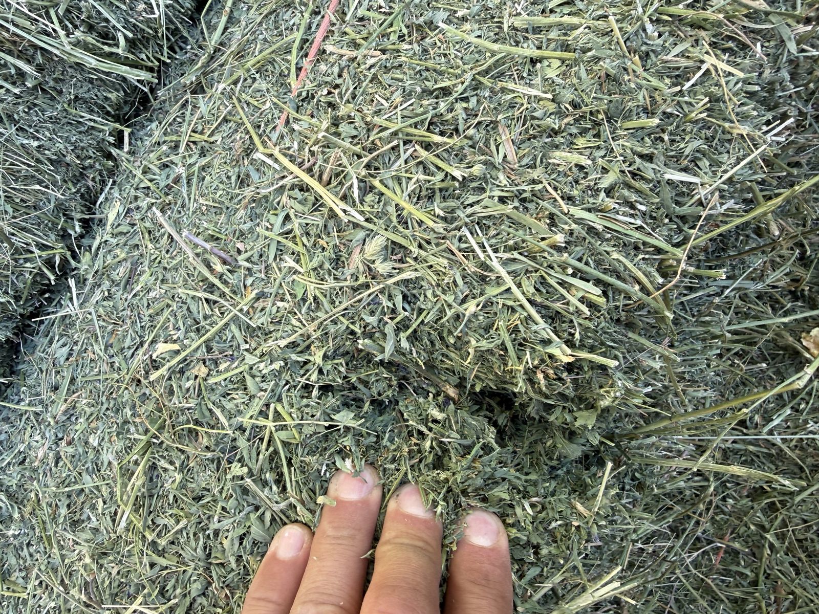 200 Alfalfa small Hay Bales