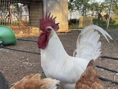 Pet rooster!