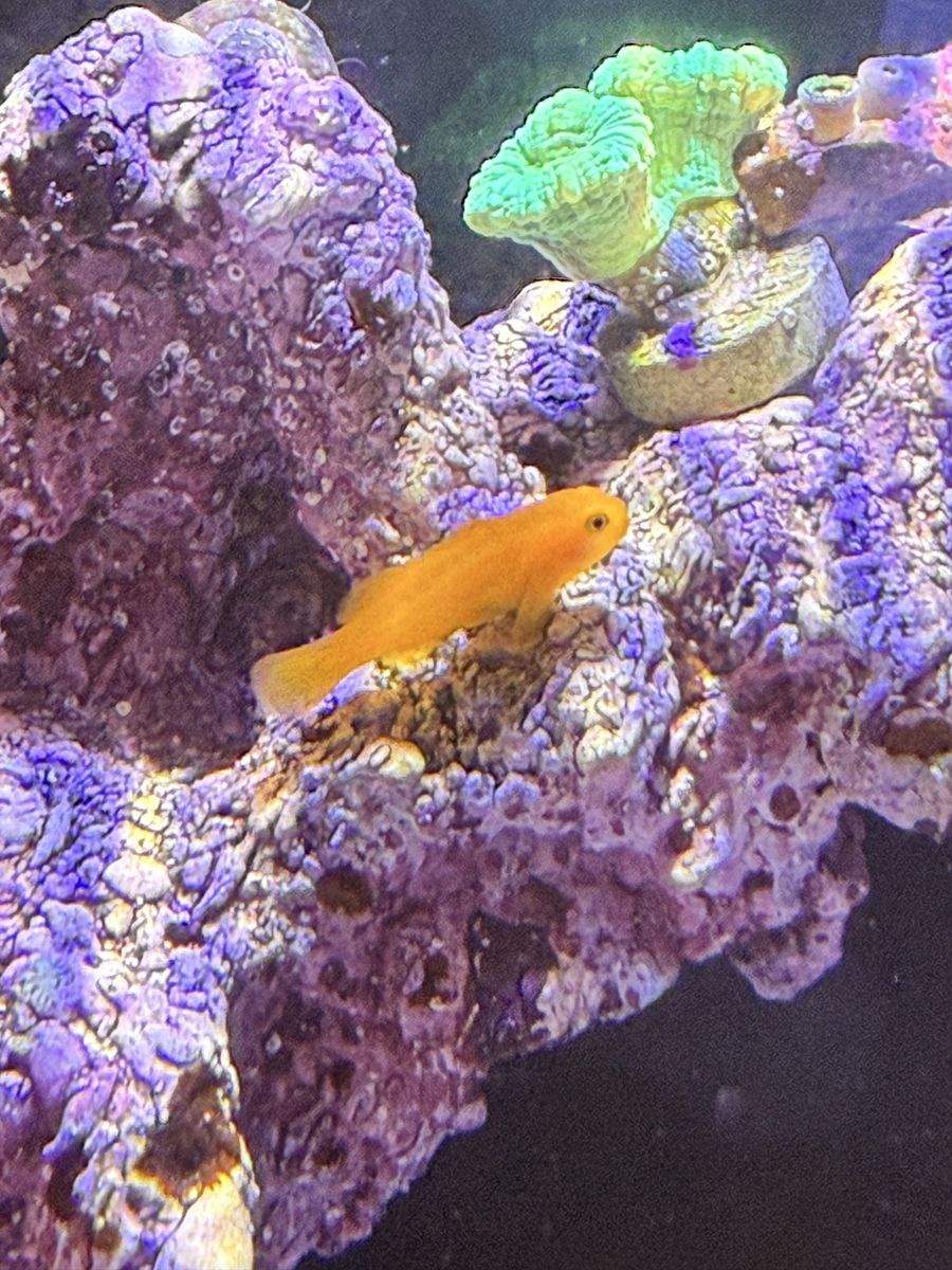 Clown Goby