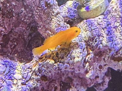 Clown Goby
