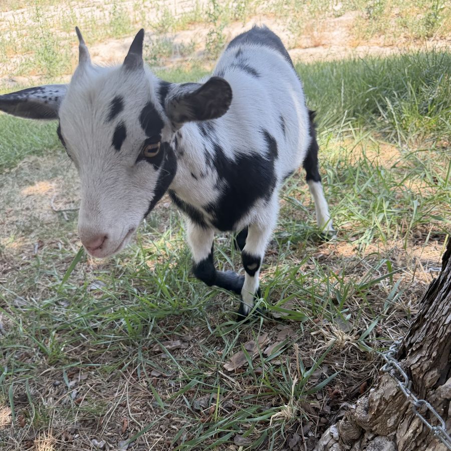 Nigerian Dwarf Goat (Doe)