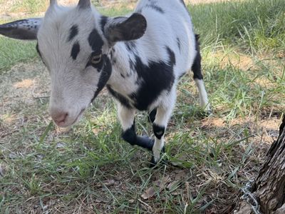 Nigerian Dwarf Goat (Doe)
