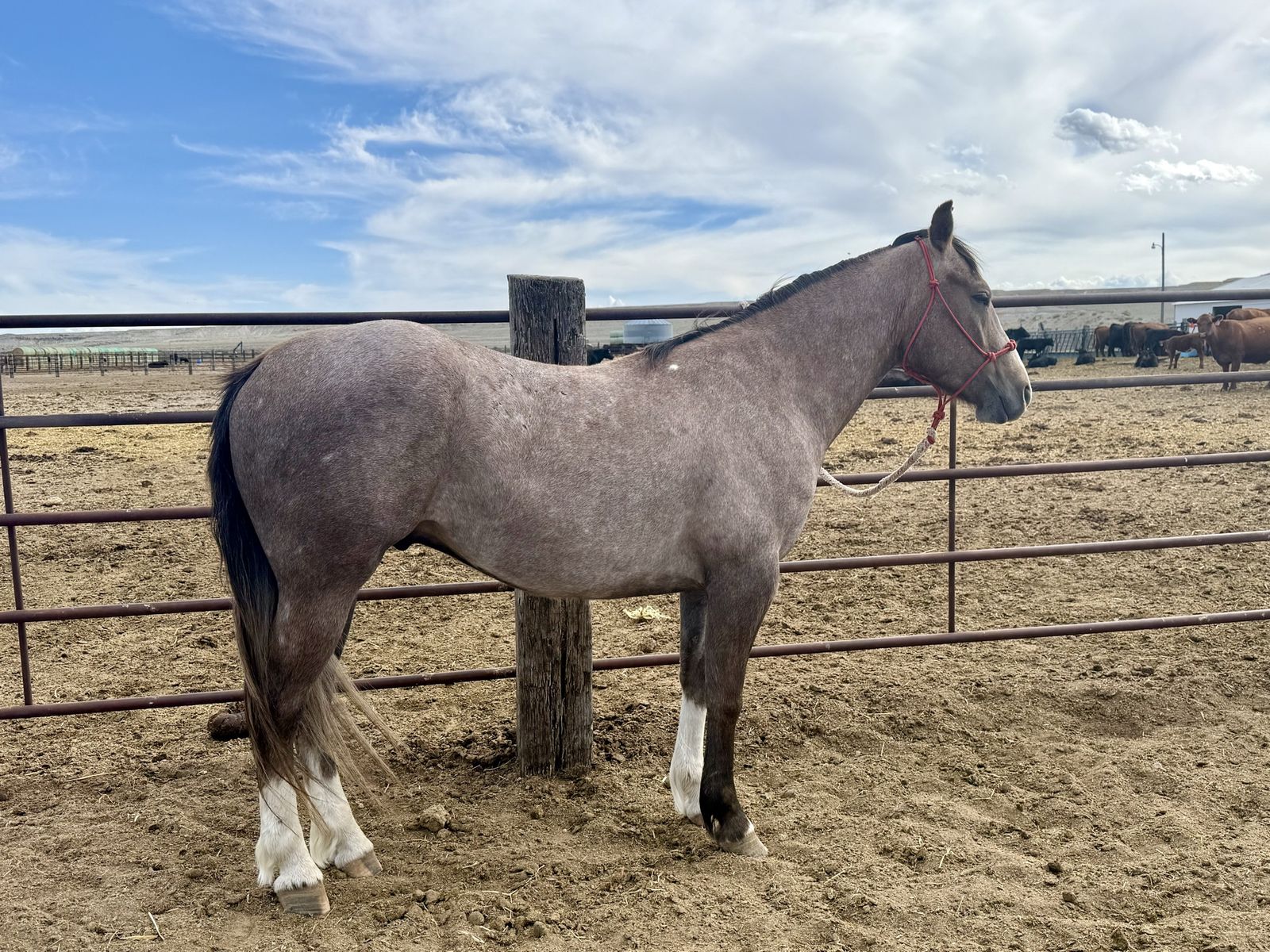 Budget Grade colt