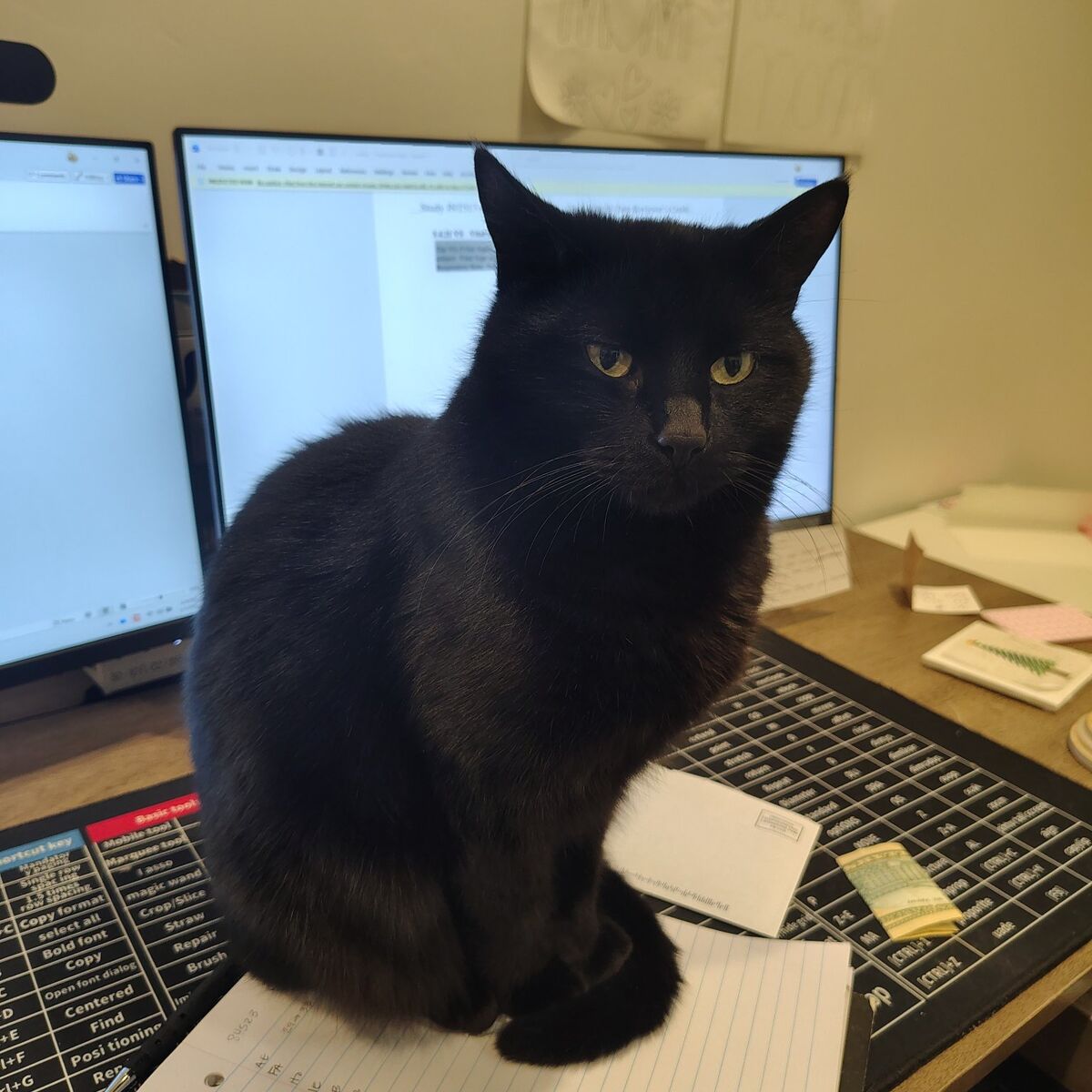 Sweet cat, awesome mouser!!!