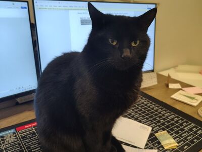 Sweet cat, awesome mouser!!!