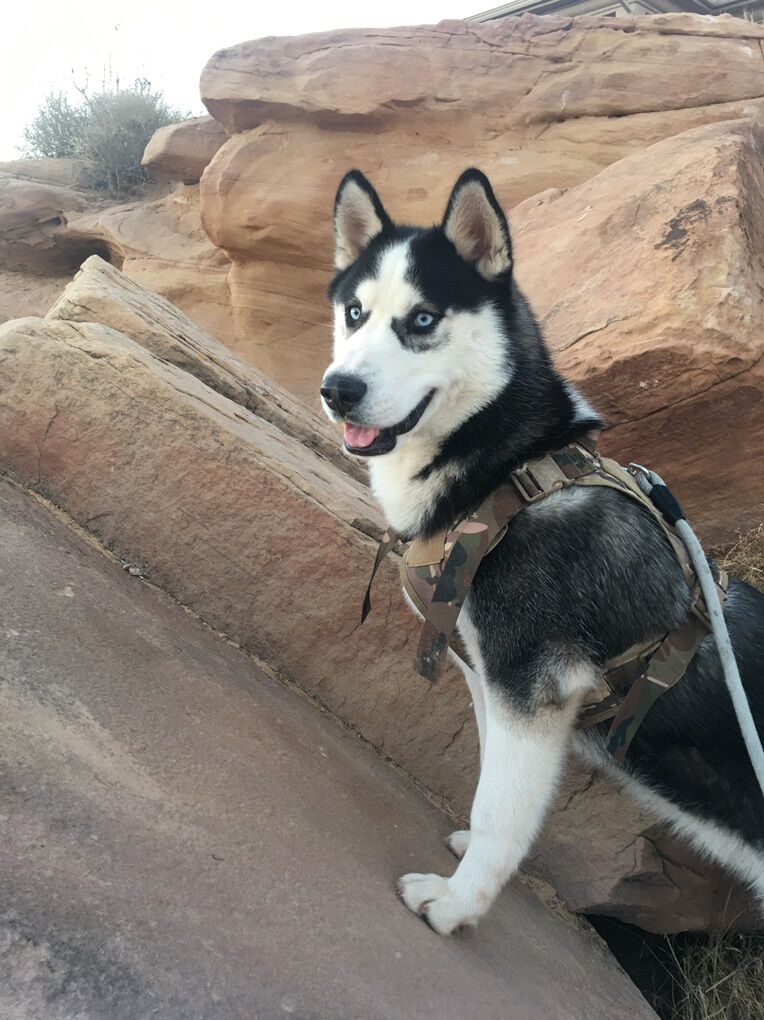 Siberian Husky Male & Female Free For Adoption