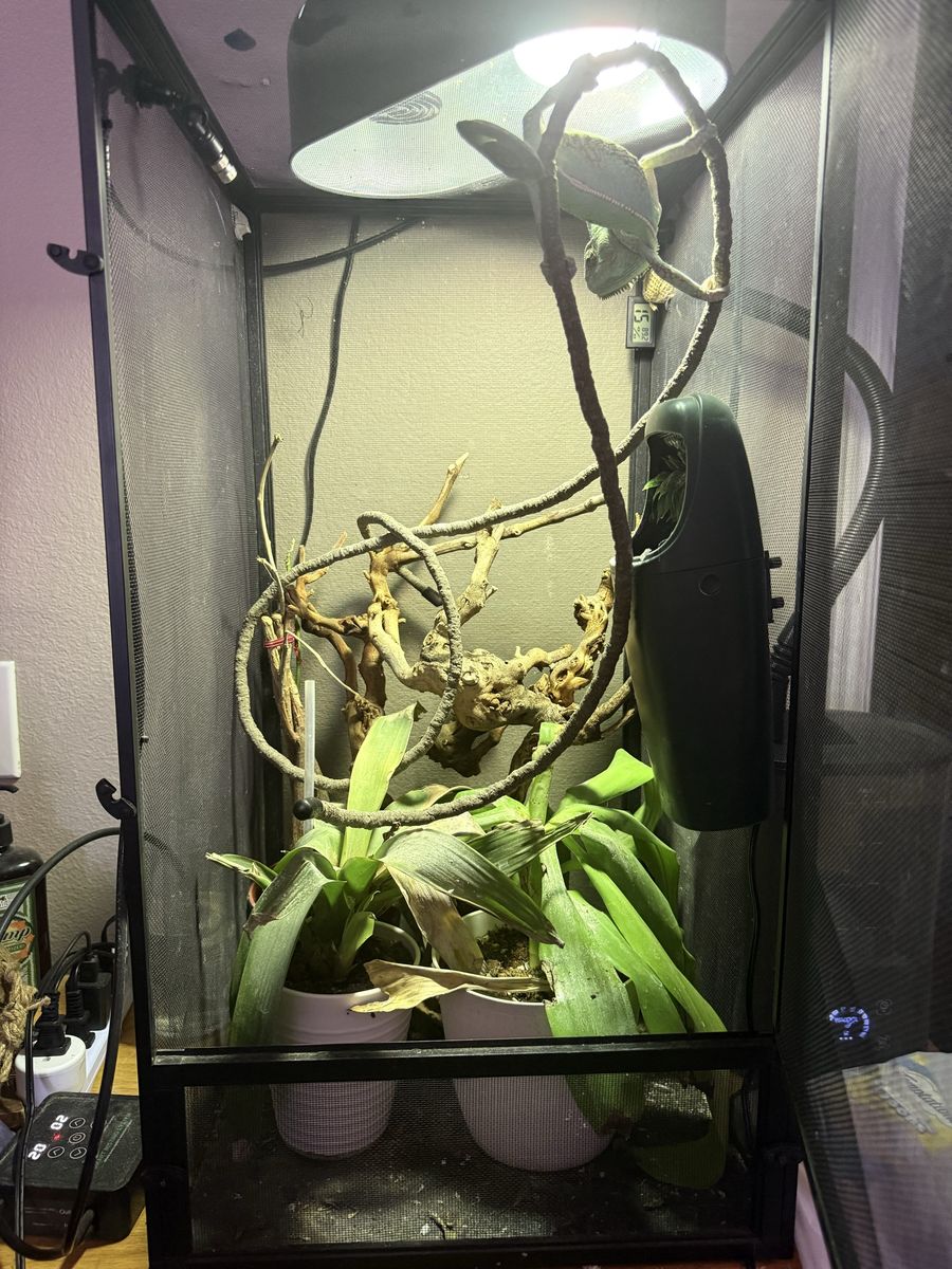 Veiled Chameleon with Full Enclosure, Lighting, & Accessories - Complete Setup