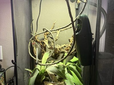 Veiled Chameleon with Full Enclosure, Lighting, & Accessories - Complete Setup