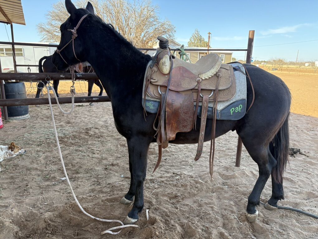 Black highbrow Cat Stud Colt