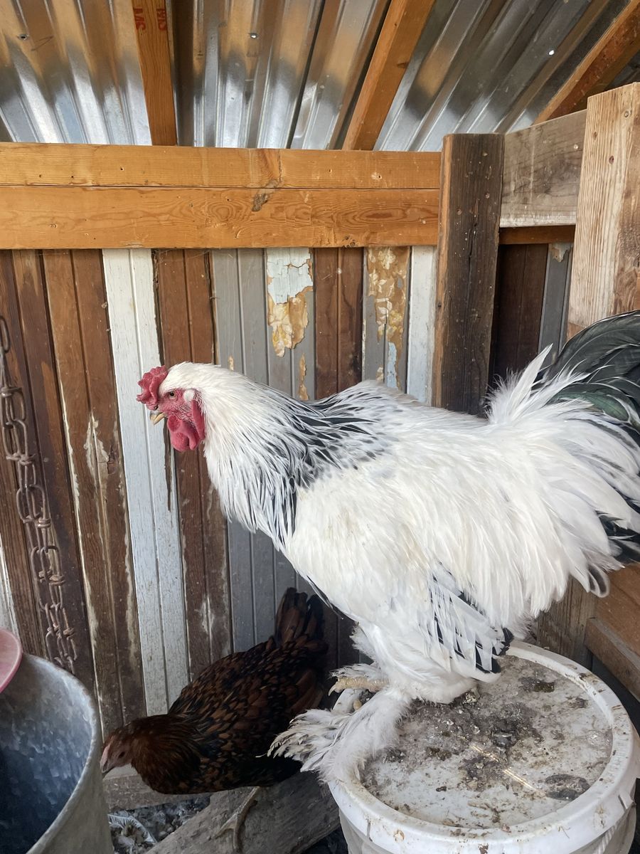 Brahma Rooster - Healthy