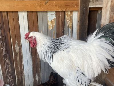 Brahma Rooster - Healthy