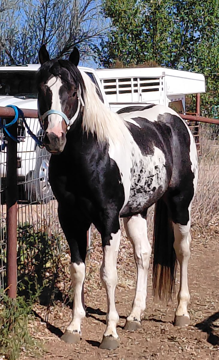 BREEDING FEE ONLY! GUARANTEED paint foal  LIVE COVER