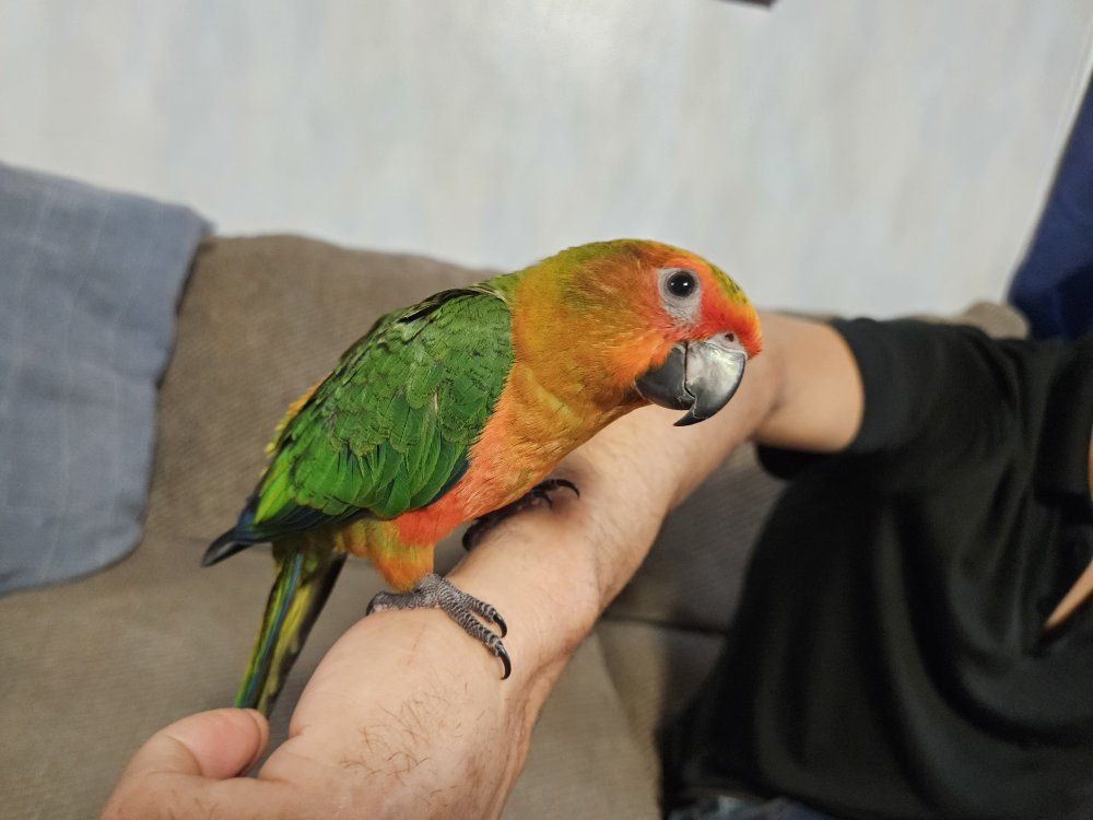 Tame Baby Sun-Jenday Hybrid Conure (Sunday Conure)
