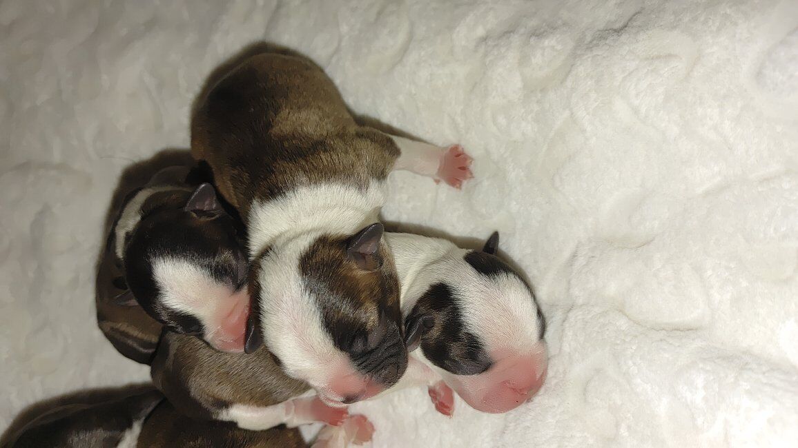 MALE Boston Terrier Puppies x3 AKC/CKC